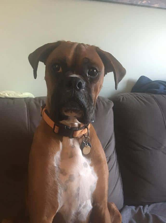 ma boxer rescue ma boxer rescue
