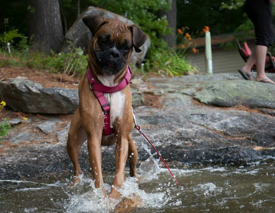ma boxer rescue ma boxer rescue