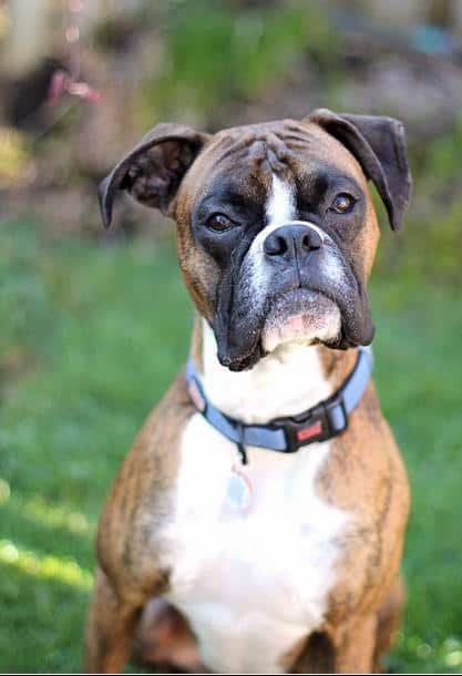 Boxer Rescue Ontario – Helping Boxers Since 2000!