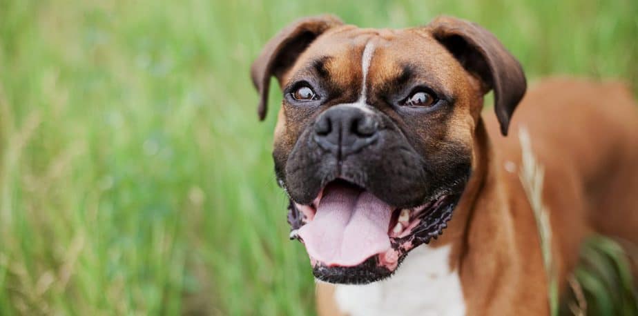 Adopt a boxer sales puppy