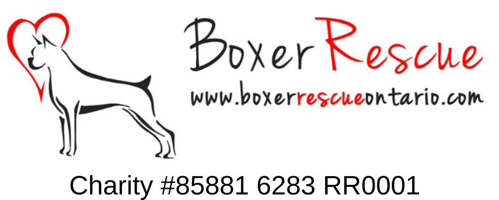 Boxer Rescue Ontario